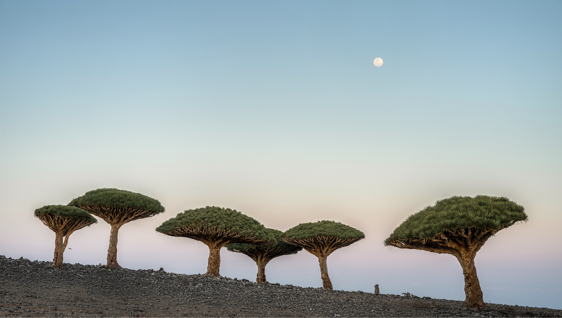 Socotra Dragon Blood Trees at dusk