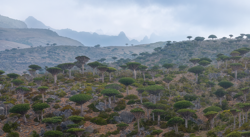 Socotra landscape with dragon blood trees