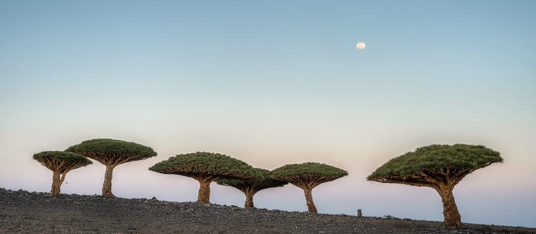 Dragon Blood Trees at dusk