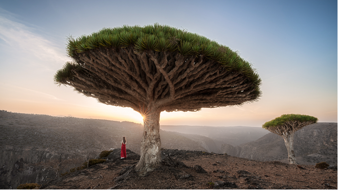Dragon Blood Tree at sunset