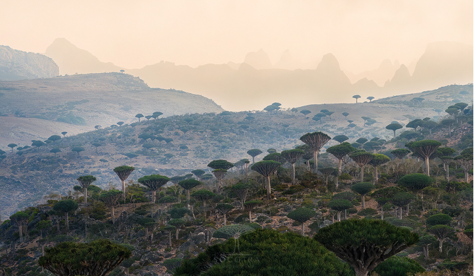 Dragon Blood Tree forest