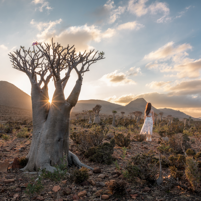 Bottle tree at sunrise