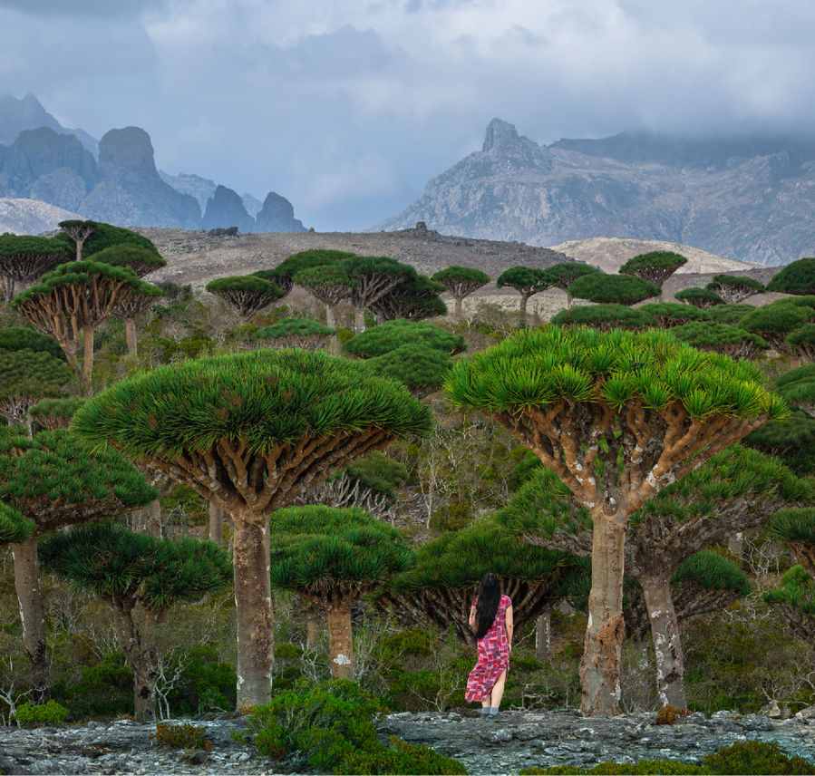Dragon blood tree forest with mountain backdrop
