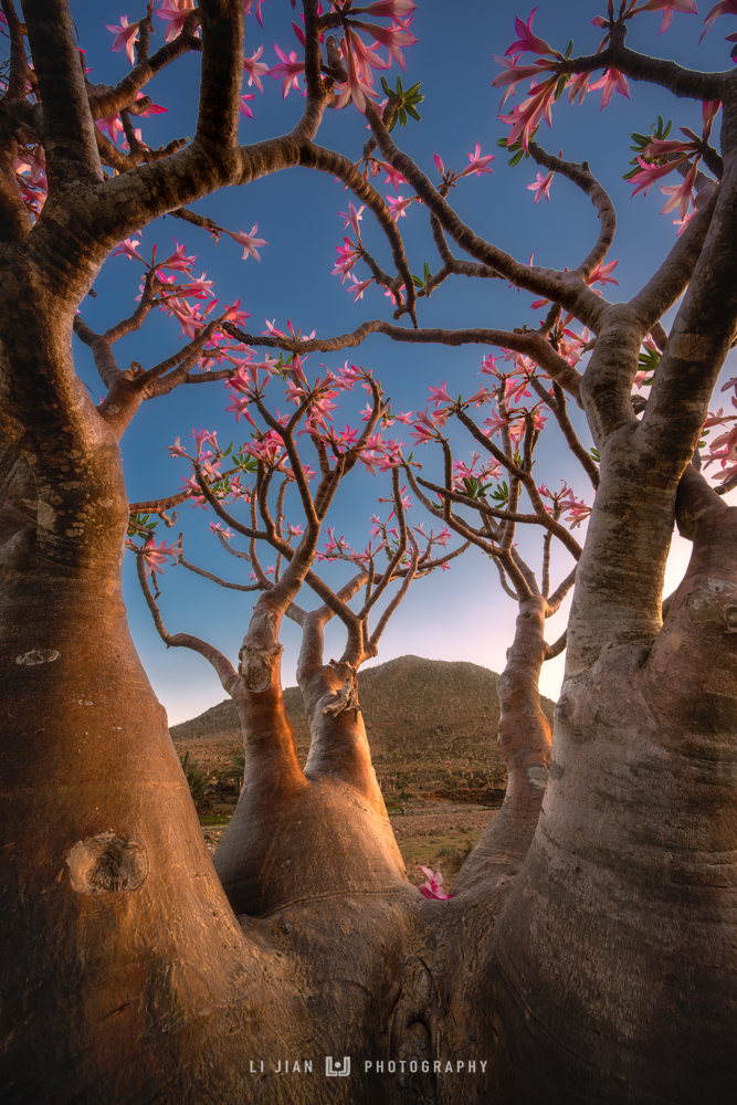 Bottle trees in bloom