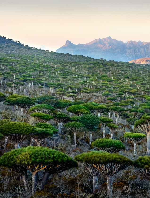 Dragon blood tree forest on hillside